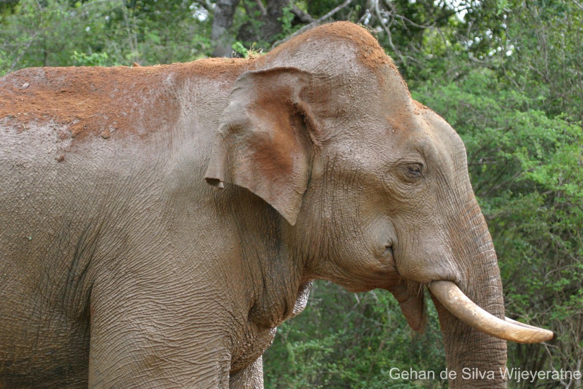 Elephas maximus Linnaeus, 1758